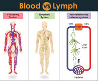 Image 3 of Blood and Lymphatic Tea 