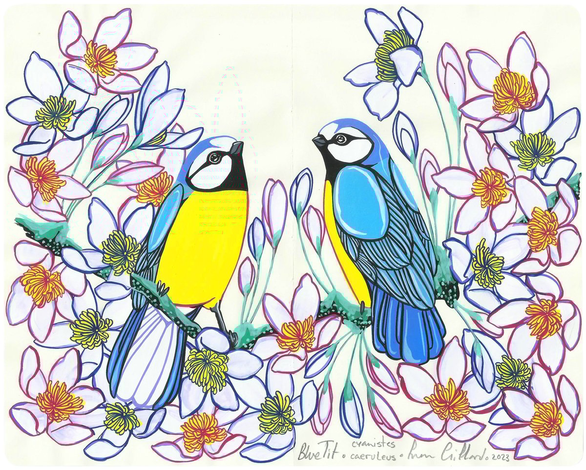 Image of Blue Tits and Clematis
