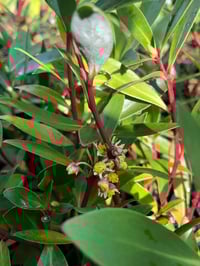 Image 2 of Tasmannia lanceolata - Mountain Pepper