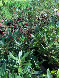 Image 4 of Tasmannia lanceolata - Mountain Pepper