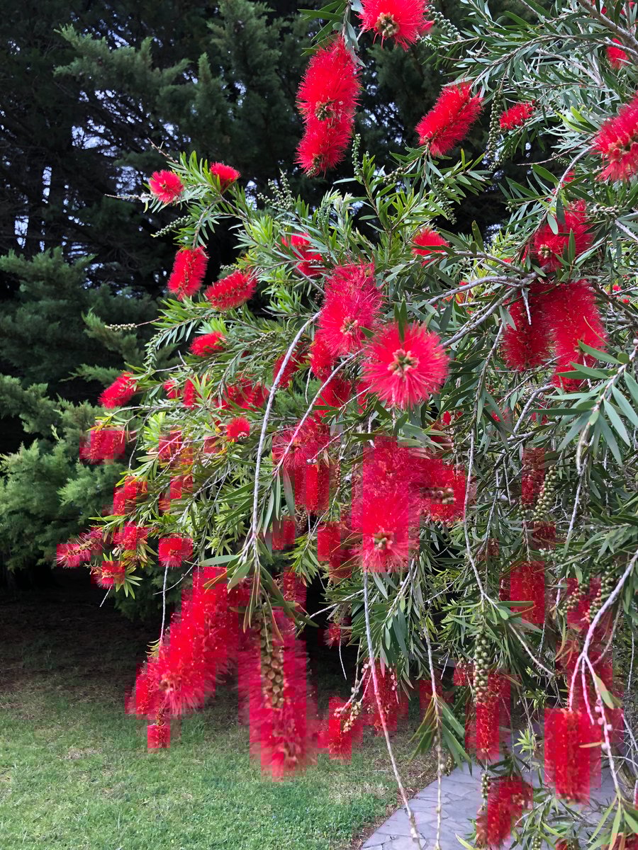 Callistemon rugulosus 'Scarlet Bottlebrush / Kings Park Special' (Hybrid) Reforest Bush Nursery