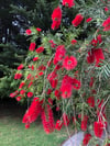 Callistemon rugulosus - 'Scarlet Bottlebrush / Kings Park Special' (Hybrid)