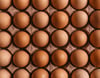 Fresh Eggs | Ungraded | Unwashed