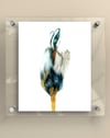 Shy Blue Heron - Print