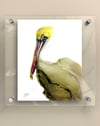Brown Pelican Big Stain - Print