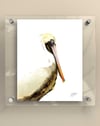 Brown Pelican East - Print