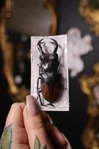 Image 1 of Fighting Stag Beetle (Unspread/Folded)