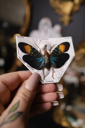 Blue Lanternfly (Unmounted)