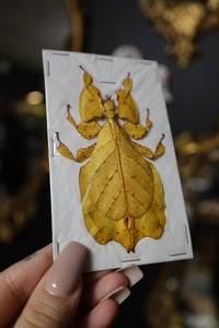 Image 2 of RARE Yellow Leaf Insect (Unmounted)