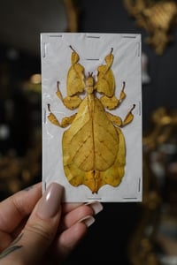 Image 1 of RARE Yellow Leaf Insect (Unmounted)
