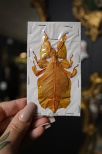 Image 1 of RARE Orange Leaf Insect (Unmounted)