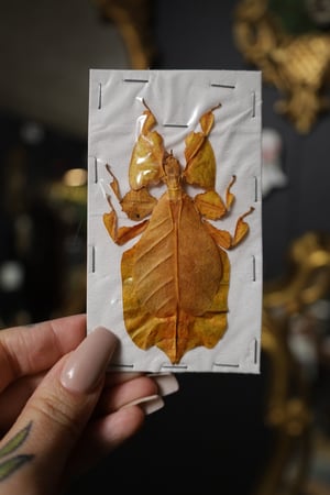 RARE Orange Leaf Insect (Unmounted)