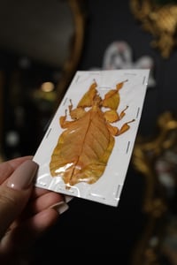 Image 2 of RARE Orange Leaf Insect (Unmounted)