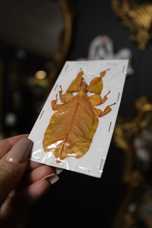 RARE Orange Leaf Insect (Unmounted)