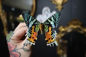 Sunset Moth (Unspread/Folded)