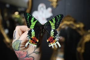 Sunset Moth (Unspread/Folded)