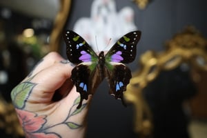 Purple Spotted Swallowtail (Unspread/Folded)