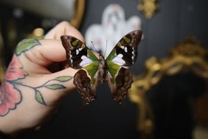 Purple Spotted Swallowtail (Unspread/Folded)
