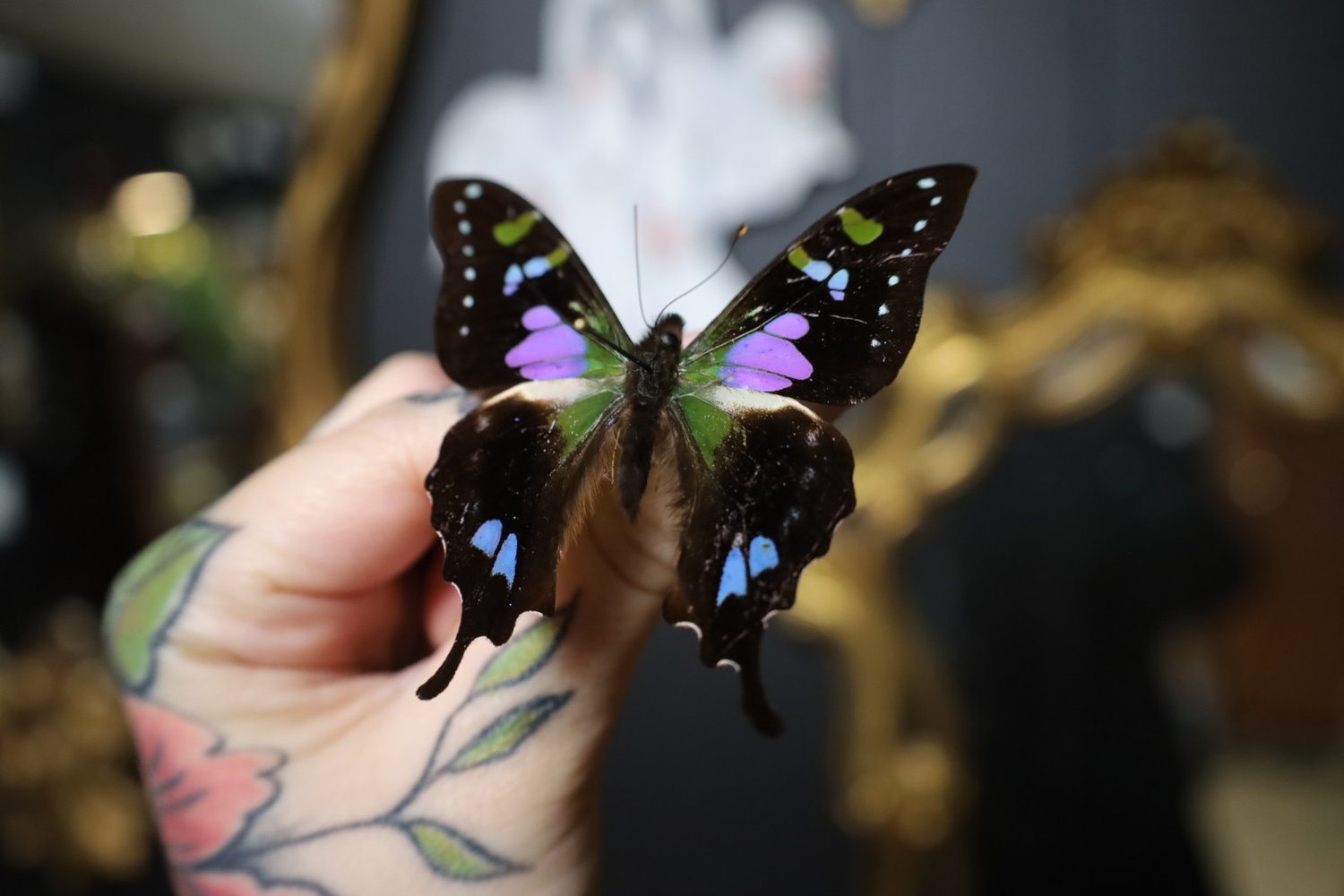 Purple Spotted Swallowtail (Unspread/Folded) | Bewitched Oddities