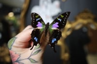 Image 2 of Purple Spotted Swallowtail (Unspread/Folded)