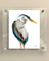 Heron Azul - Print