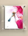 Spoonbill Roseate Ready to Fly - Print
