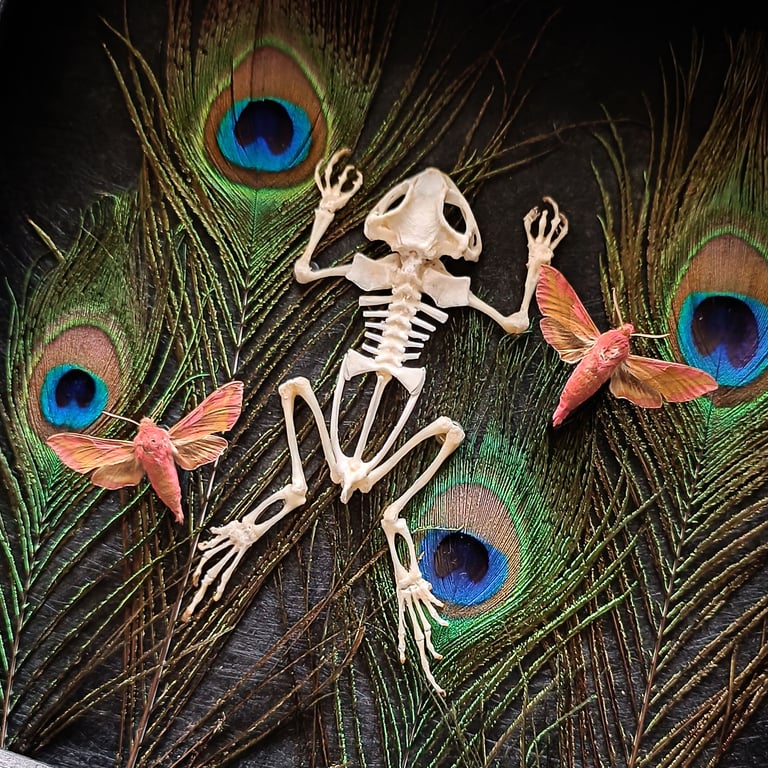 Toad skeleton with hawkmoths Image 2