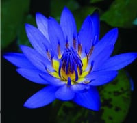 BLUE LOTUS