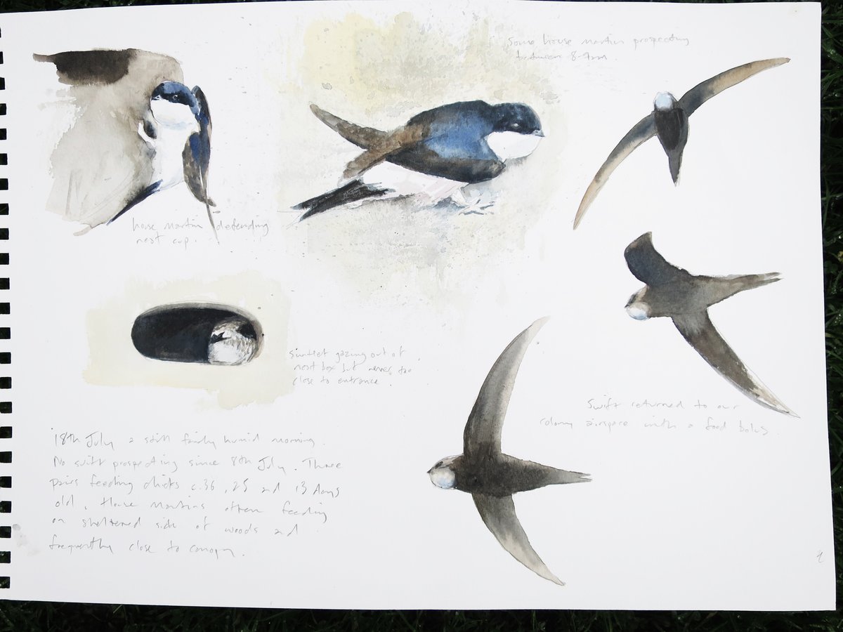 Image of House martin and swift studies