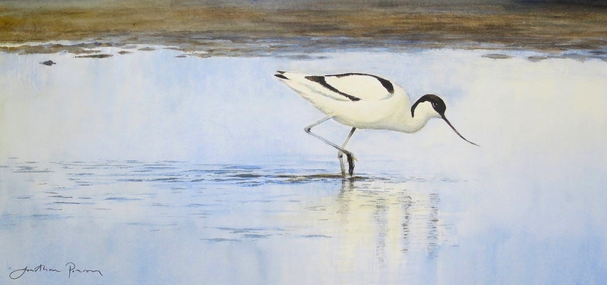 Image of Avocet at Cley, Norfolk.