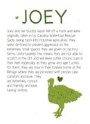 Image 2 of One-Time Turkey Sponsorship