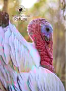 Image 4 of One-Time Turkey Sponsorship