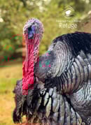 Image 5 of One-Time Turkey Sponsorship