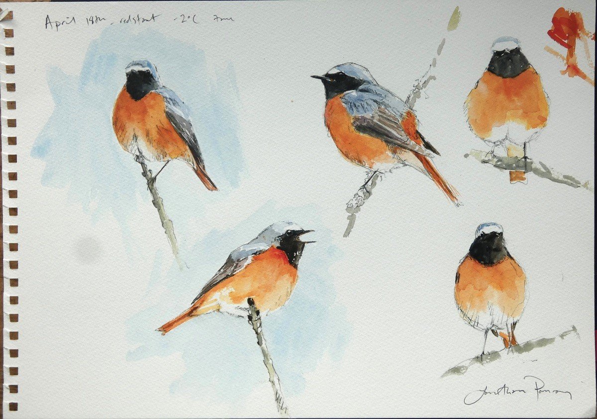 Image of Redstart studies