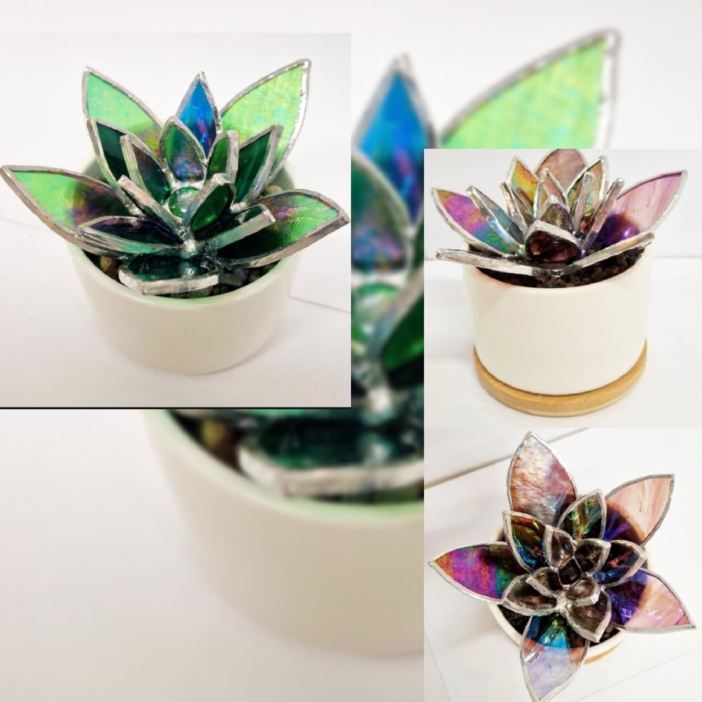 Image of Stained Glass Succulent