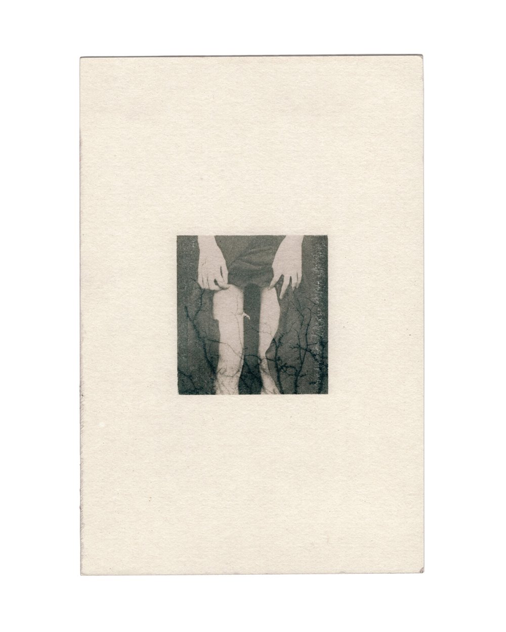 Image of Root To Rise / Original Cyanotype on Paper, 16x24 cm