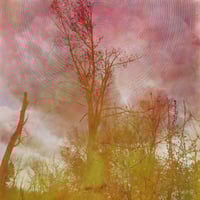 Image 1 of I am a tree