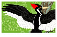 Image 1 of A Wild Promise: Ivory-Billed Woodpecker