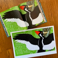 Image 2 of A Wild Promise: Ivory-Billed Woodpecker