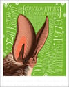 A Wild Promise: Ozark Big-Eared Bat