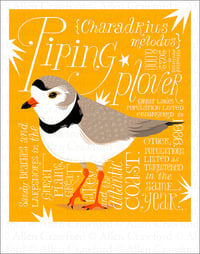A Wild Promise: Piping Plover