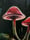 Image of Mushroom