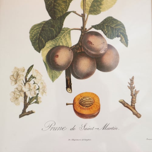 Image of La prune de Saint Martin