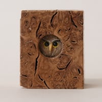 Image 4 of Little Owl 2023