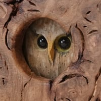 Image 1 of Little Owl 2023