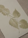Birch Leaves Print - A6 - Original Art - Sage Green