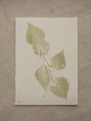 Birch Leaves Print - A6 - Original Art - Sage Green