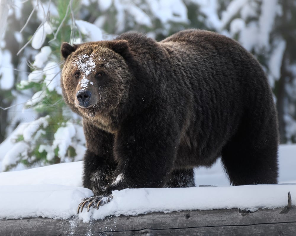 Image of The Farewell Grizzly