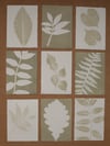 Ash Leaf Print 4 - A6 - Original Art - Sage Green 