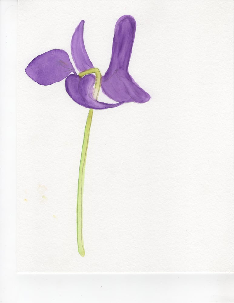 Image of Floral Watercolors